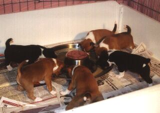 Puppies eating